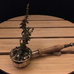 Coffee Scoop