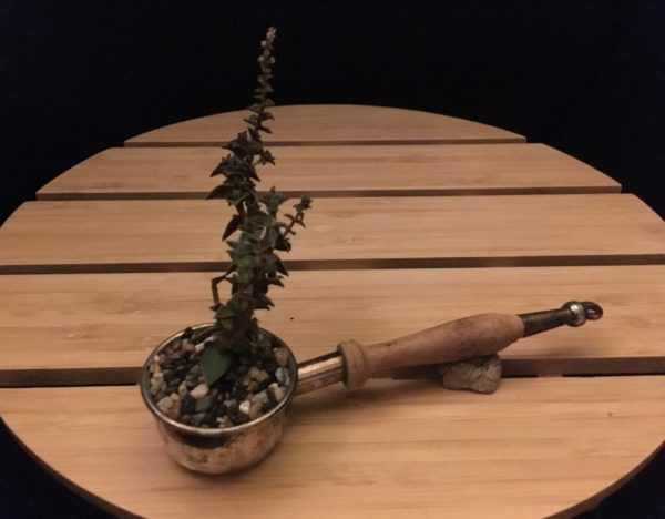 Coffee Scoop