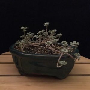 Dark Teal Bonsai Pot