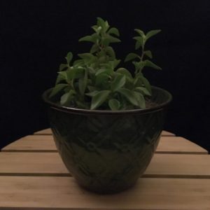 Green Tin Pot