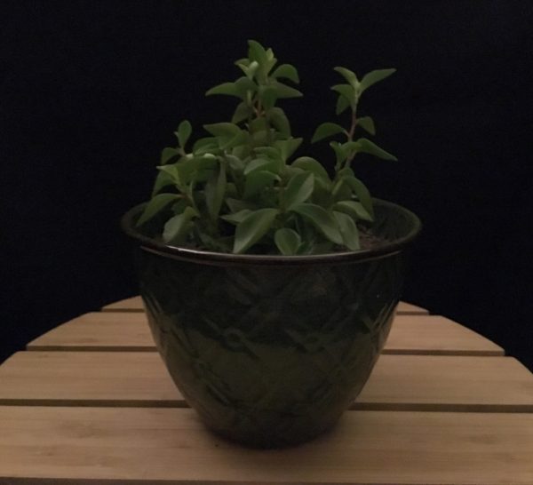 Green Tin Pot