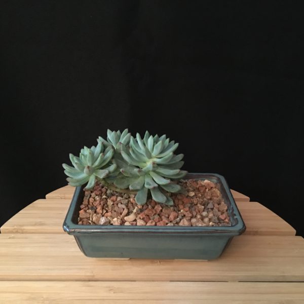 Echeveria Bonsai view 4