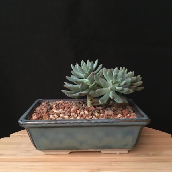 Echeveria Bonsai view 3